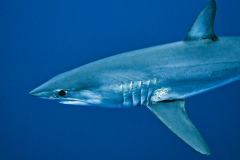 Mako1