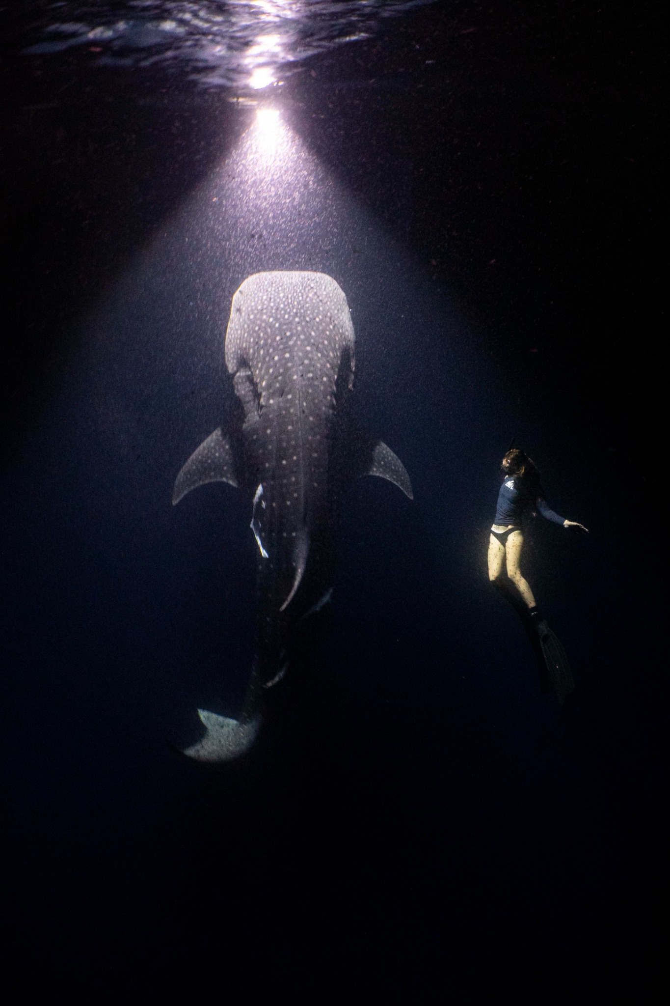 Margaux en apnée aux côtés d'un requin Baleine dans la nuit, élairés par un faisceau lumineux