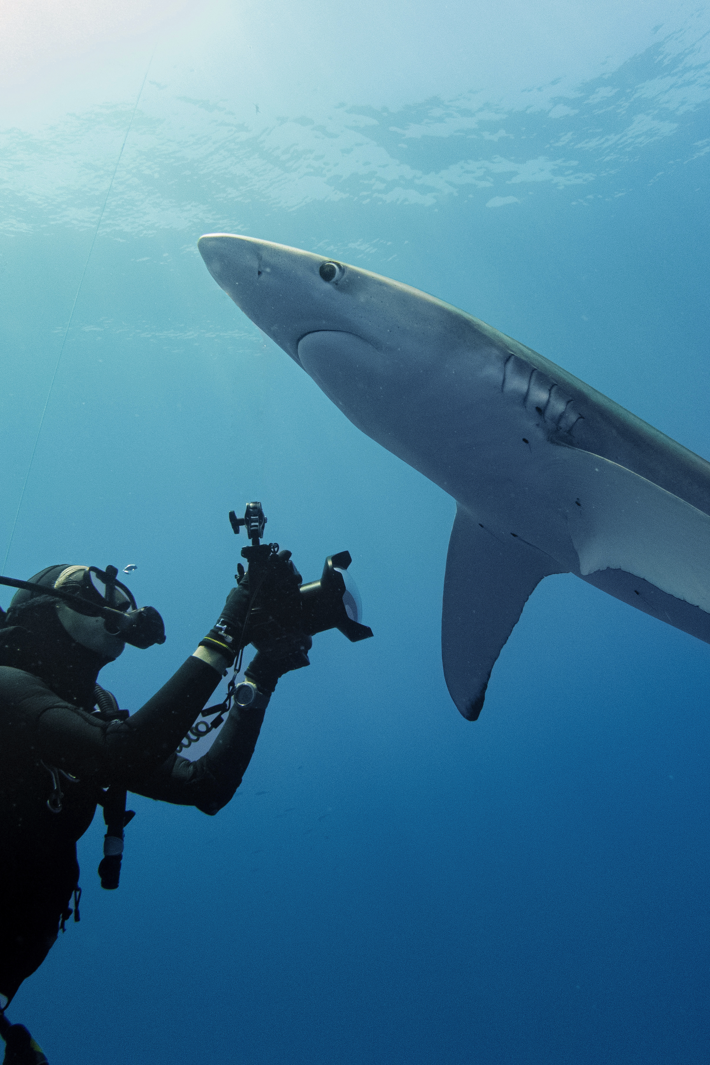 Margaux en plongée sous-marine, face à face avec un requin Bleu