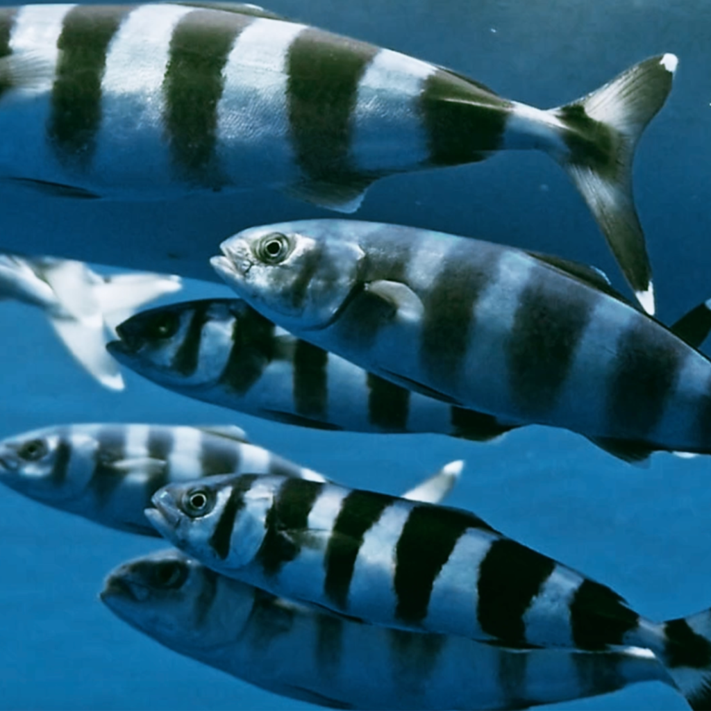 Poissons pilotes