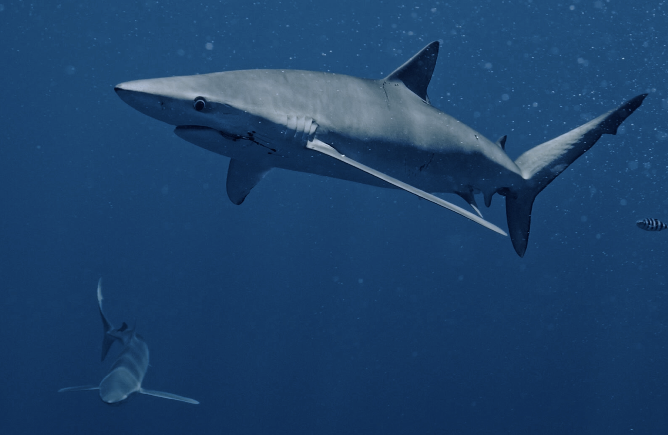 Blue shark with a hook