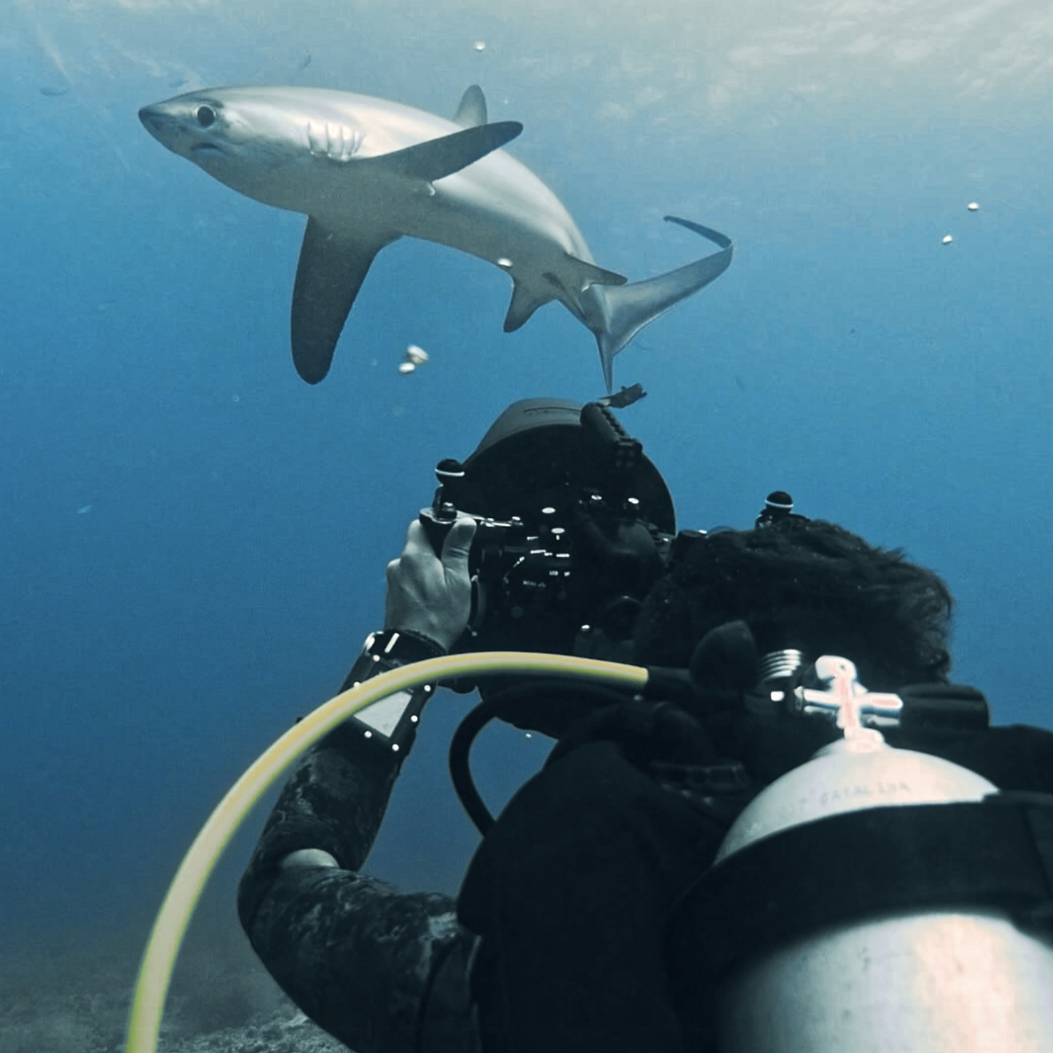 Requin renard à Malapascua filmé par un plongeur